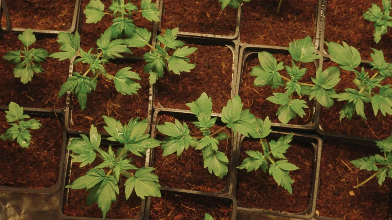 Young plants with rounded, smooth-edged leaflets in seedling cells, seen from above.