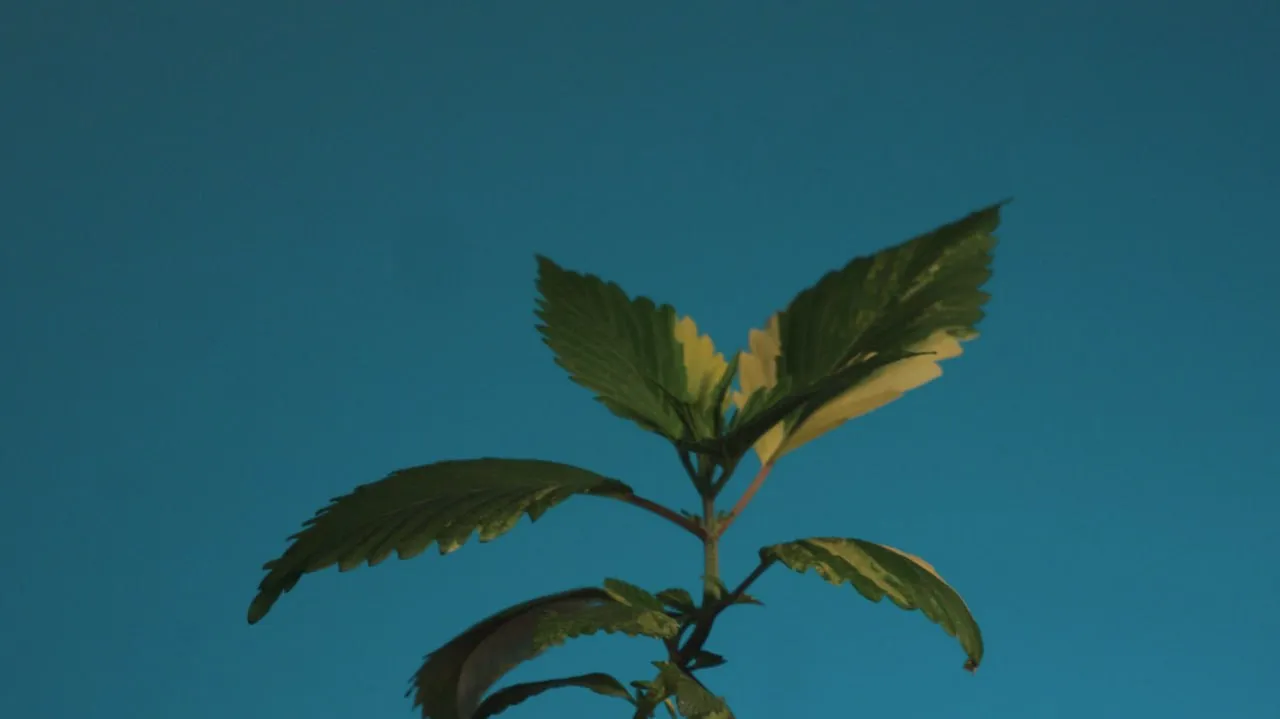 The top of a young plant with mottled white-green leaves against a blue background.