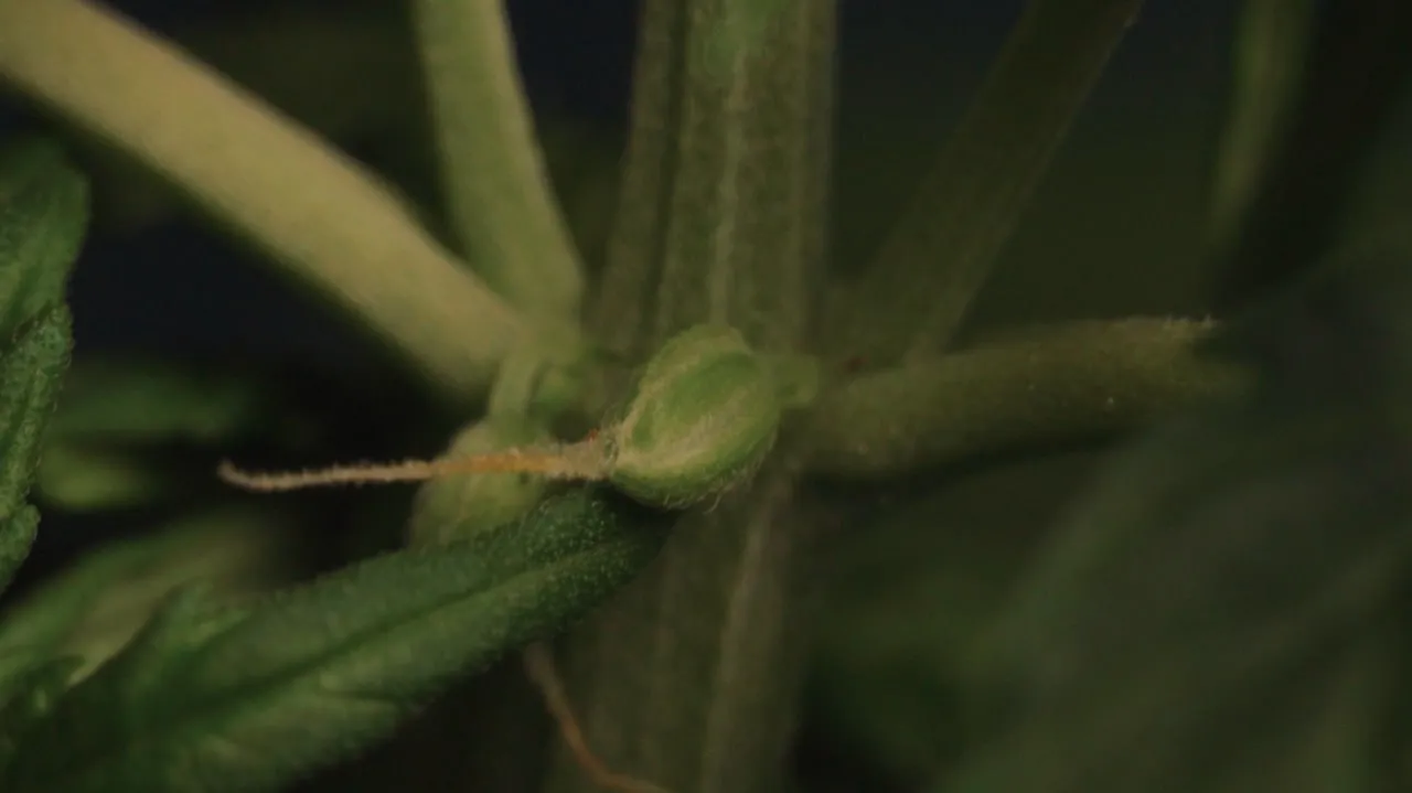 A macro shot of a stem node with a small calyx and a thin pistil.