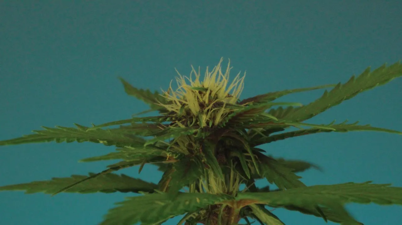 A top with a cluster of pale pistils against a blue-green background.