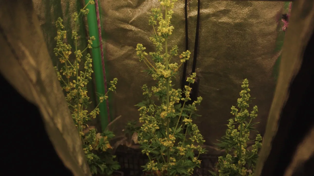 Three tall male plants with clusters of pollen flowers.