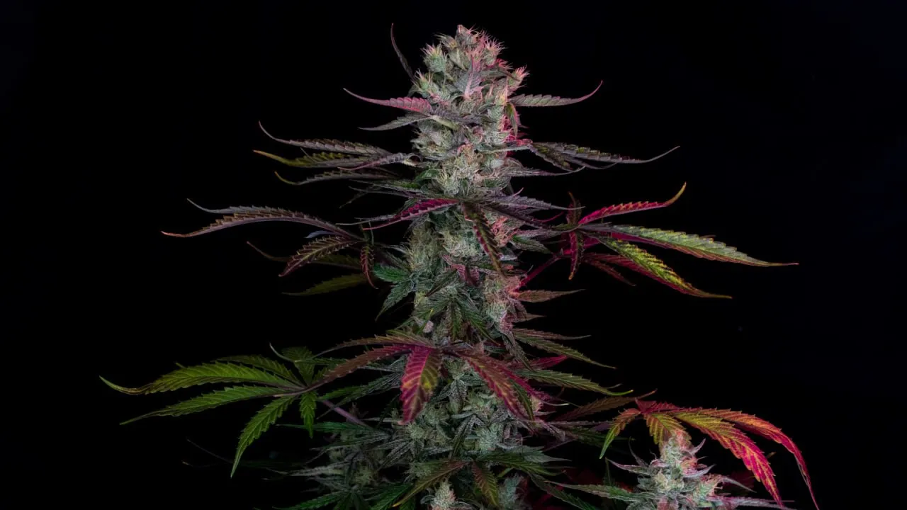 Top of a flowering plant with pink-purple leaves and resinous buds on a black background.