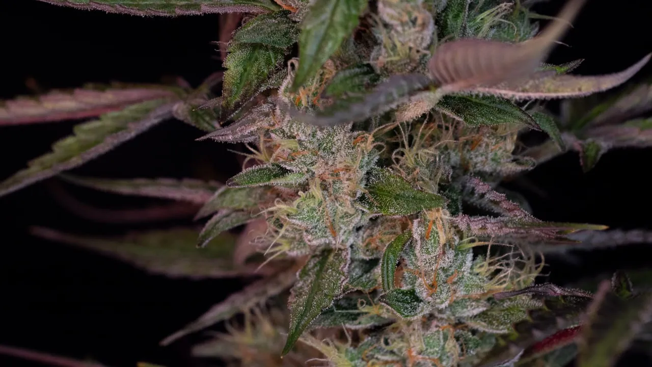 Close-up of a bud with elongated calyxes, orange pistils and trichomes.