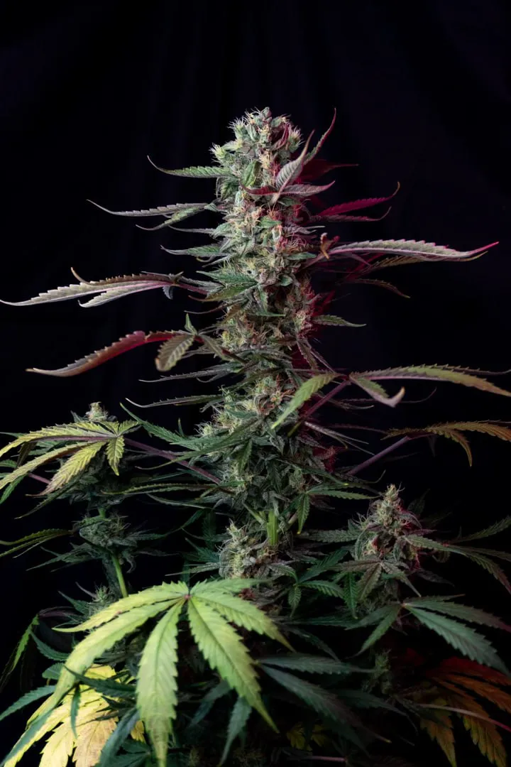 Tall cola with purple-tinted leaves and pale green lower fan leaves on a black background.