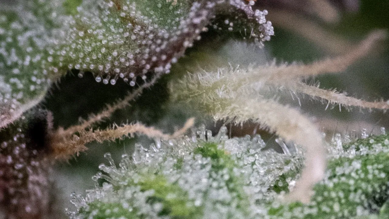 Macro shot of trichomes on purple-edged calyxes with pale pistils.