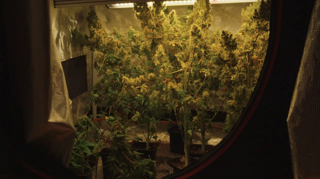 Several tall flowering plants with long colas and yellowing foliage.