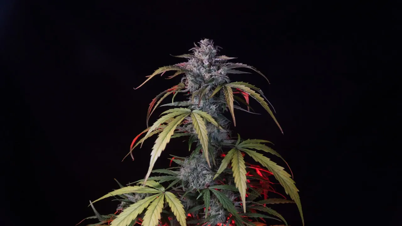 Plant top with a cone-shaped bud and yellow-green fan leaves on a black background.