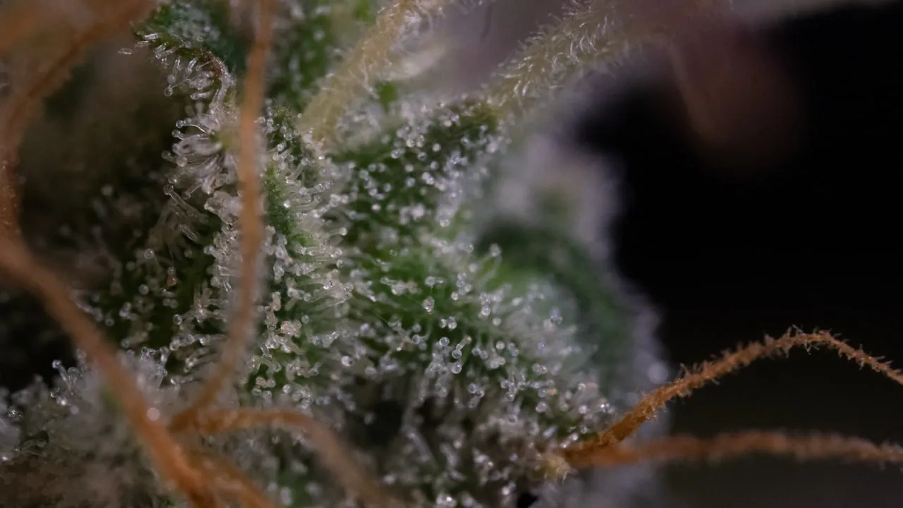 Macro shot of a green calyx covered in trichomes with orange pistils.