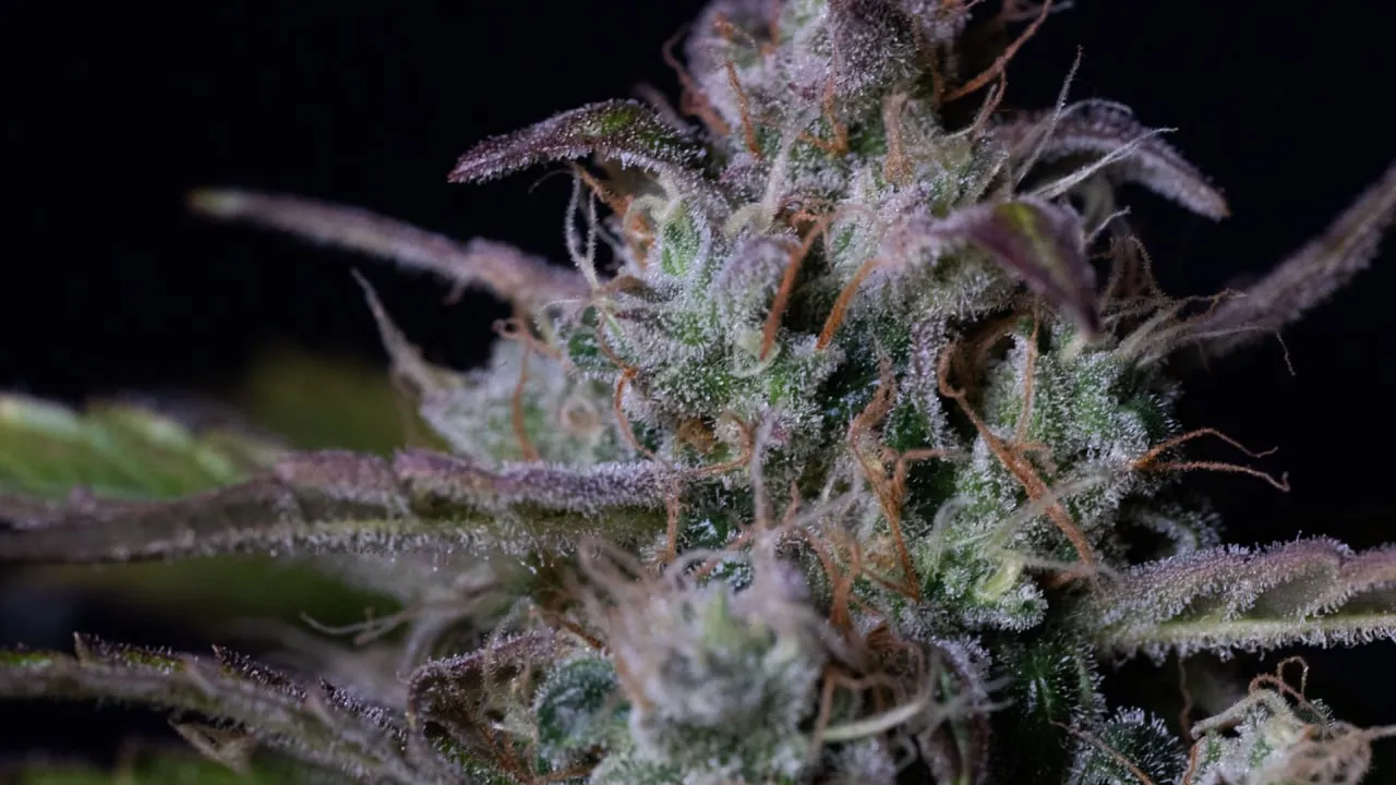 Close-up of a bud with purple sugar leaves, orange pistils and trichomes.