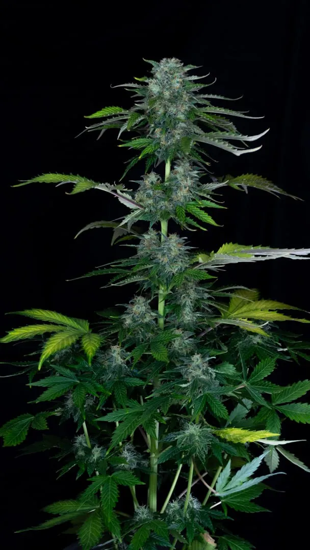 Whole plant with a main cola and short side branches on a black background.