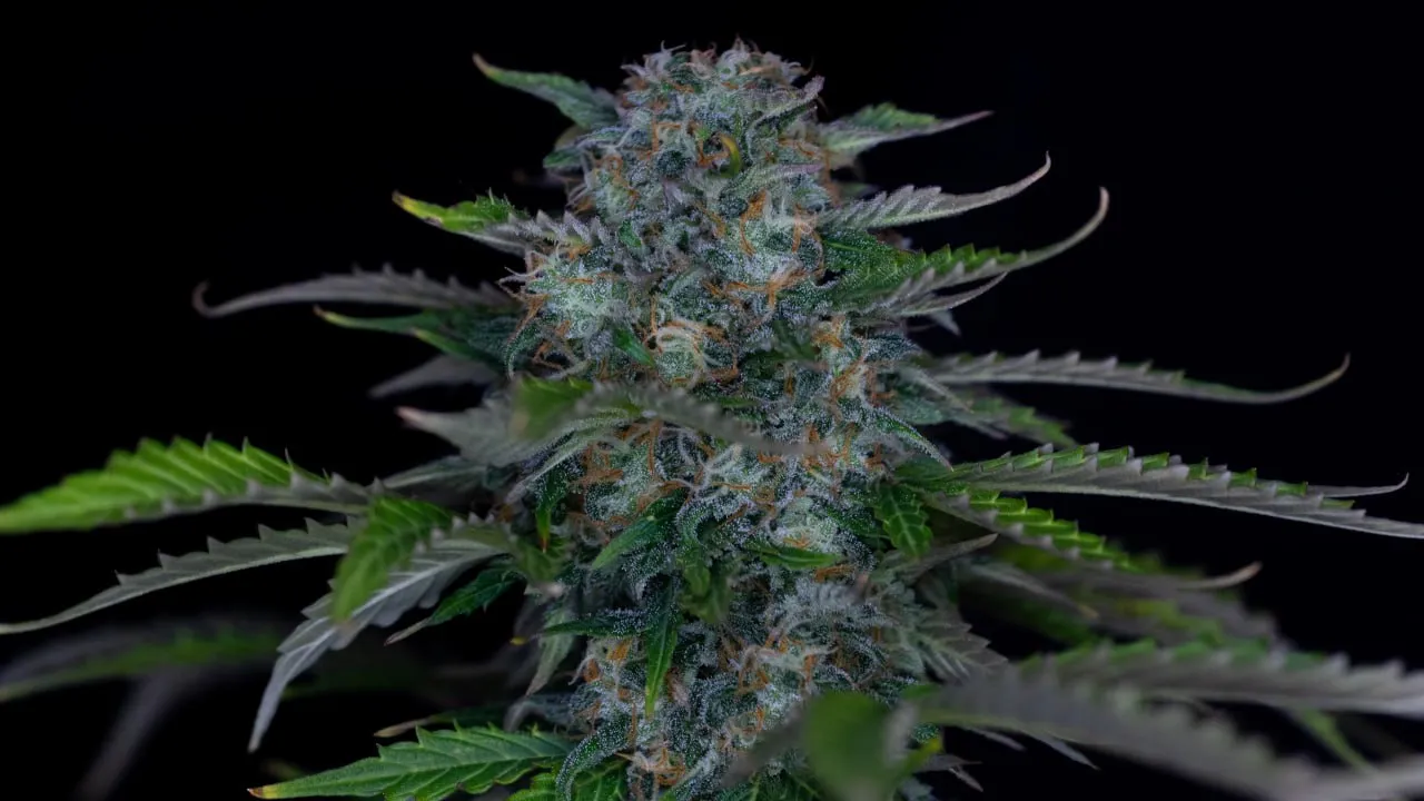 Close-up of a dense bud with orange pistils and trichomes among green leaves.