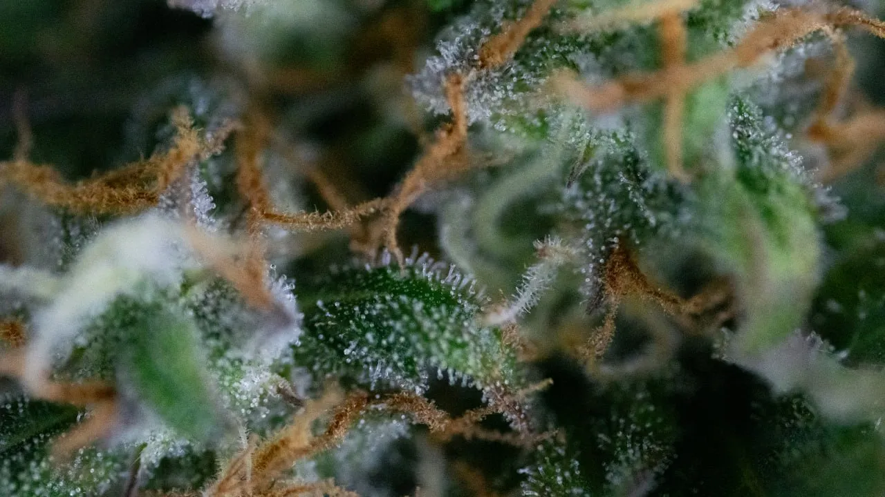 Macro shot of trichome-covered calyxes with orange pistils.