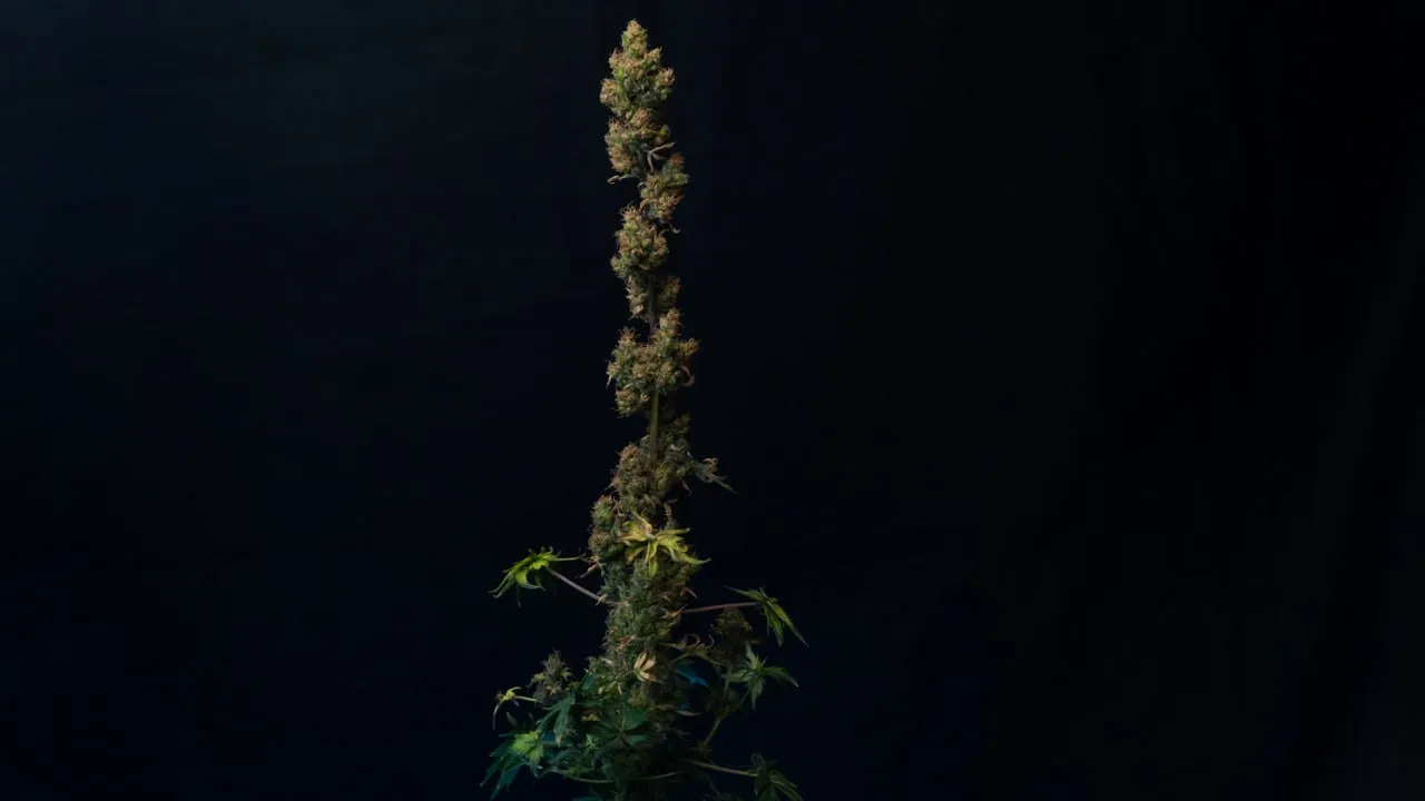Tall narrow central cola with sparse buds and few leaves on dark fabric.