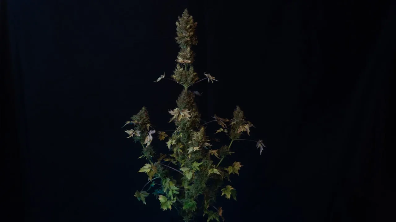 Ripe plant with an elongated central cola, side branches and yellowing leaves on dark fabric.