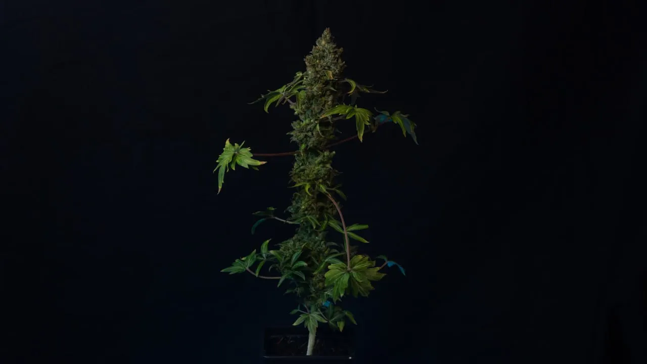 Plant with a single dense central cola and broad leaves on dark fabric.
