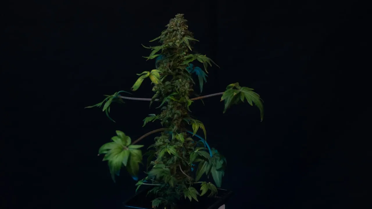 Short plant with a thick dense cola and broad rounded leaves on dark fabric.