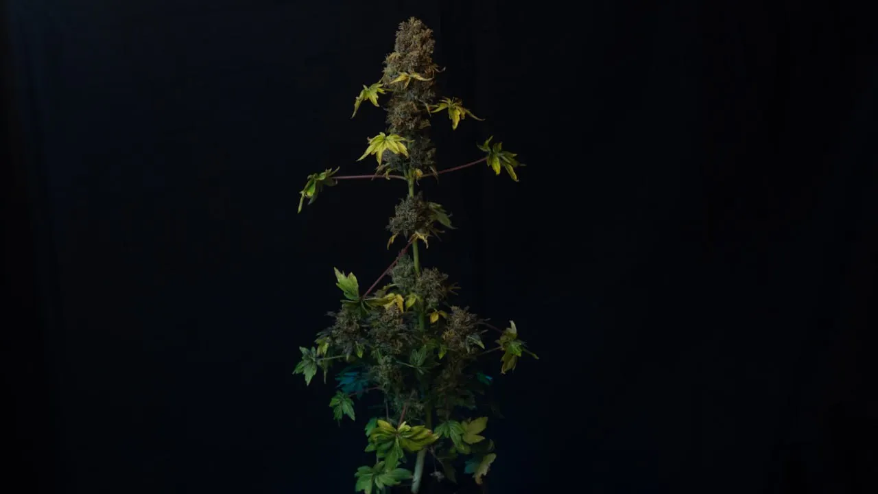 Tall plant with dark buds and yellowing leaves on dark fabric.
