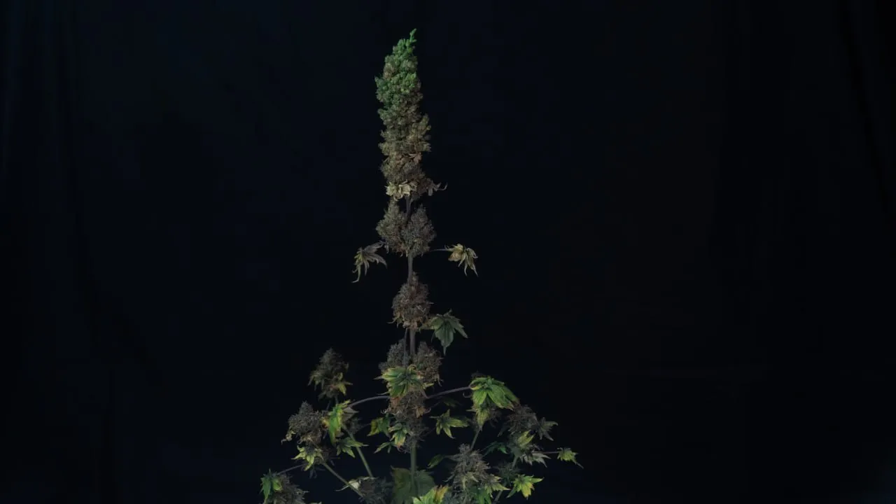 Tall elongated cola with many side branches and purple-brown buds on dark fabric.