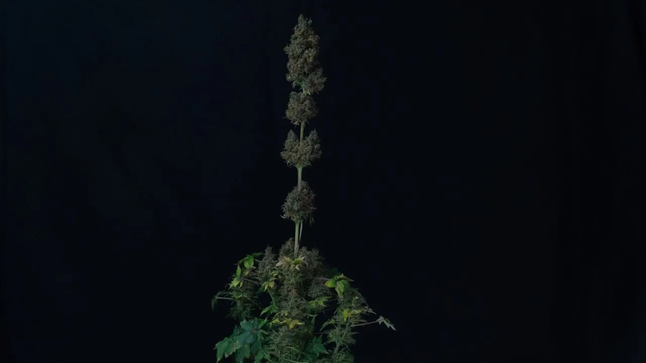 Long central cola of separate buds above a dense lower canopy on dark fabric.