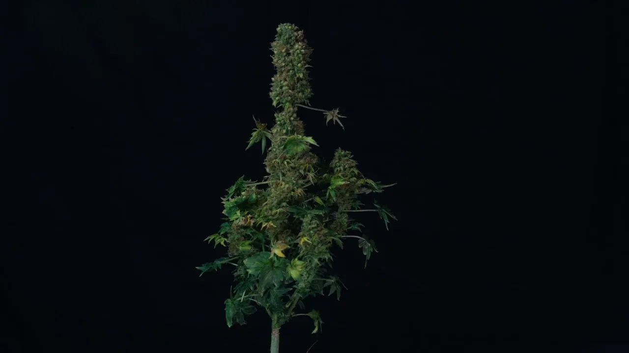 Plant with a thick central cola and short side branches on dark fabric.
