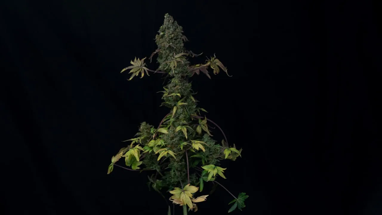 Plant with a dense conical cola and yellowing broad leaves on dark fabric.