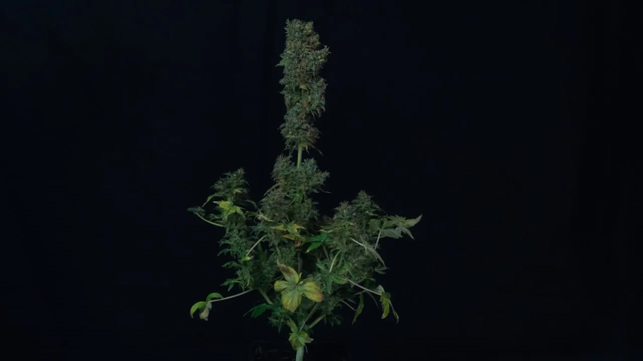 Plant with a tall central cola and several side colas on dark fabric.
