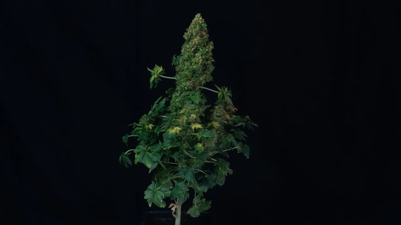 Plant with a broad cone-shaped cola and dense green foliage on dark fabric.