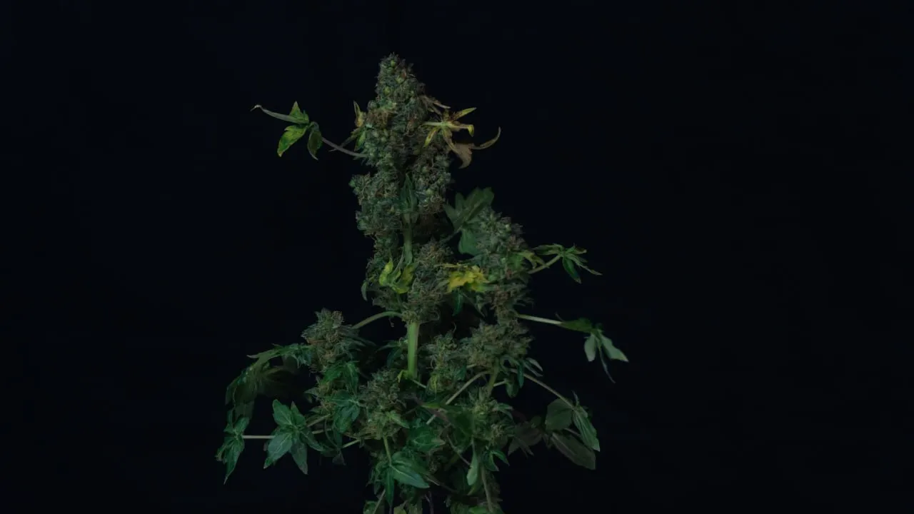 Plant with a dense central cola and spreading side branches on dark fabric.