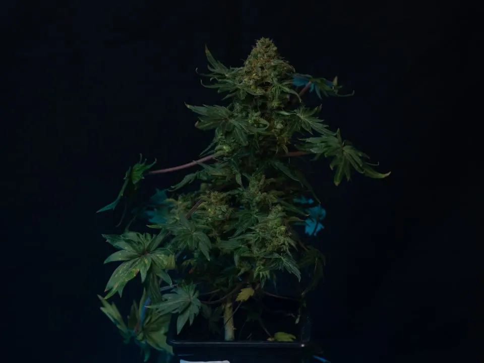 Compact plant with a dense top and narrow leaves on dark fabric.