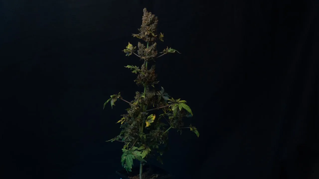 Upright plant with brown and purple buds along the stem on dark fabric.