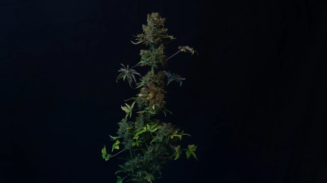 A plant on a black backdrop: a central cola with short side branches and yellowing leaves on the lower part.