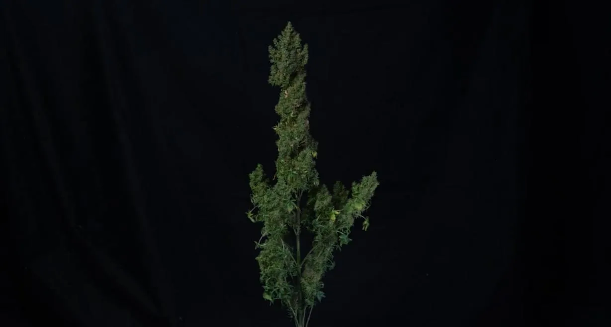 A tall plant with a long central cola and a cluster of side branches against black cloth.