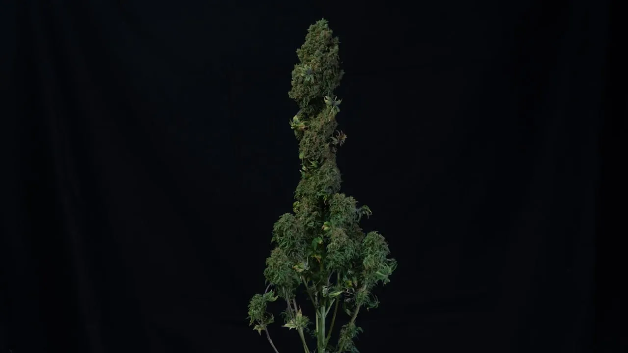 A plant with a massive elongated central cola and dense side buds on a black backdrop.
