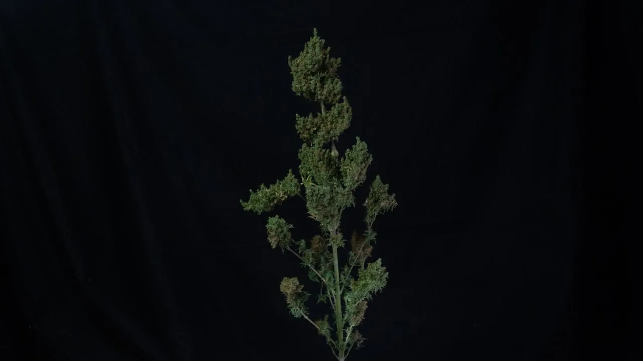 A plant with tiers of dense buds along the main stem against black cloth.
