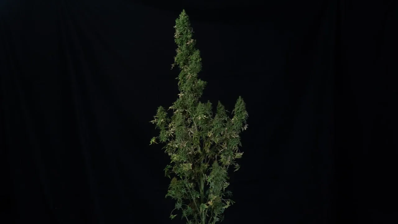 A tall plant with a long central cola and dense side branches on a black backdrop.