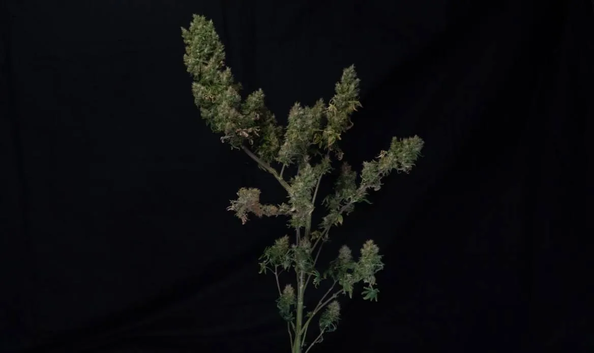 The top of a plant with spreading colas leaning outward on a black backdrop.