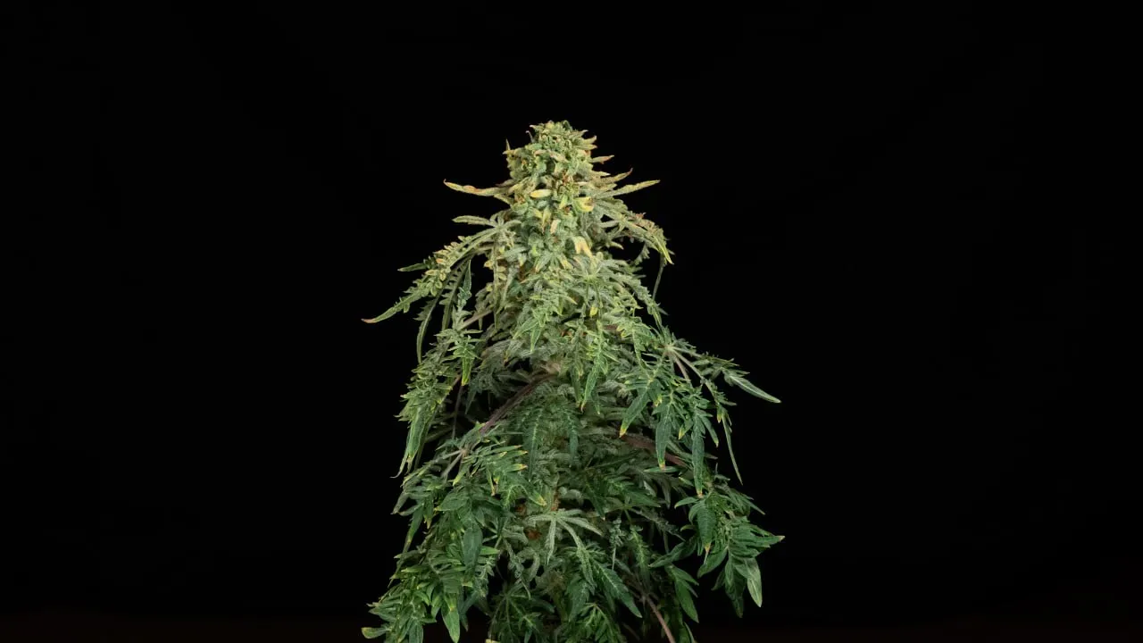A conical plant top with a dense, frosty bud on a black backdrop.