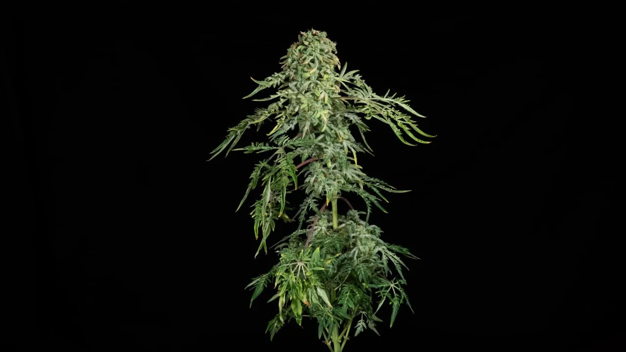 A tall plant with long internodes and a dense top bud on a black backdrop.