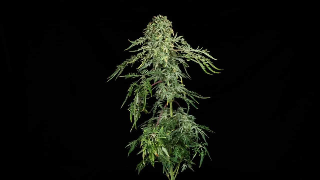 A tall plant with long internodes and a dense top bud on a black backdrop.
