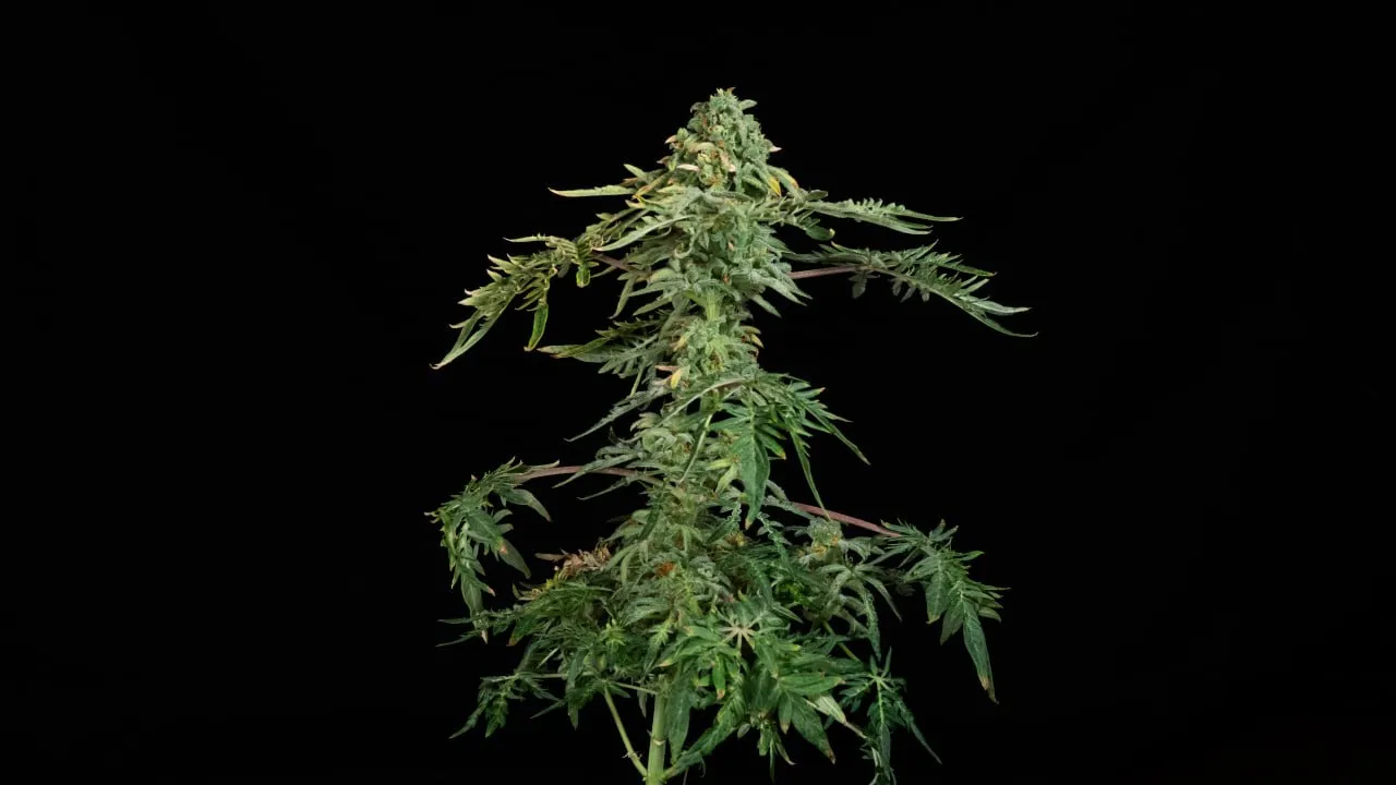 A plant with a top bud and widely spaced side branches on a black backdrop.