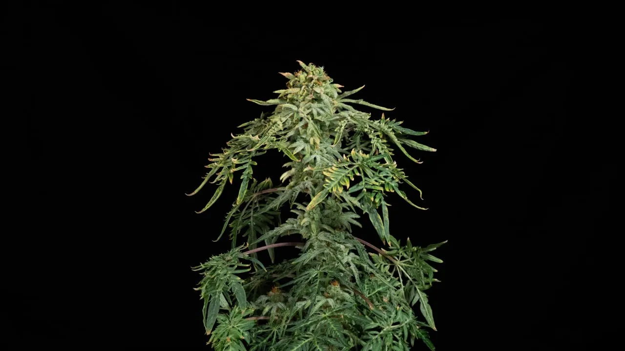 A dense conical top with narrow leaves and reddish leaf stalks on a black backdrop.
