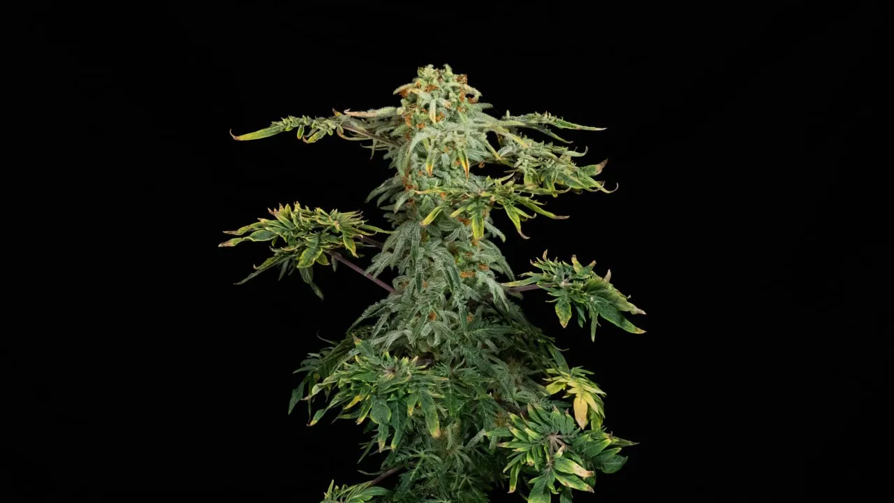 A plant top with dense buds and yellowing leaves on the side branches on a black backdrop.