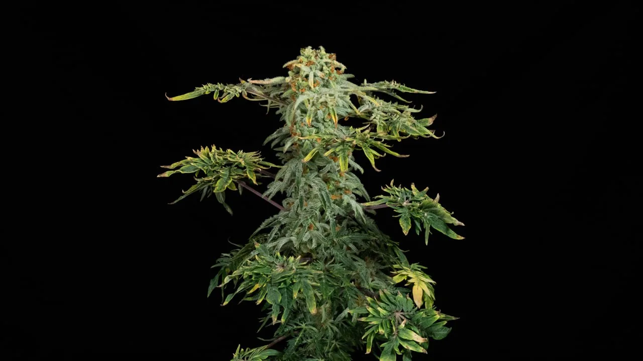 A plant top with dense buds and yellowing leaves on the side branches on a black backdrop.