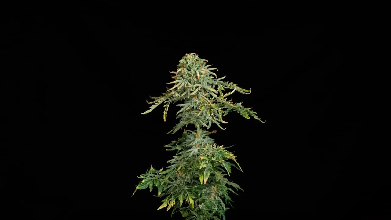 A compact top with a dense bud and a second tier of flowers below on a black backdrop.