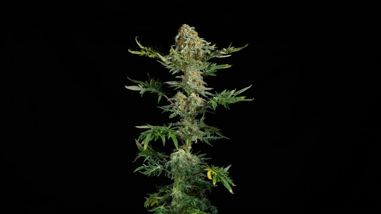 A tall plant with a chain of dense buds along the main stem on a black backdrop.