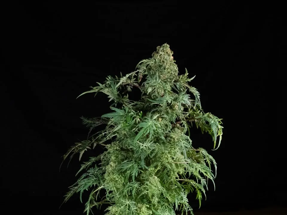 A plant with a dense top and finely divided leaves on a black backdrop.