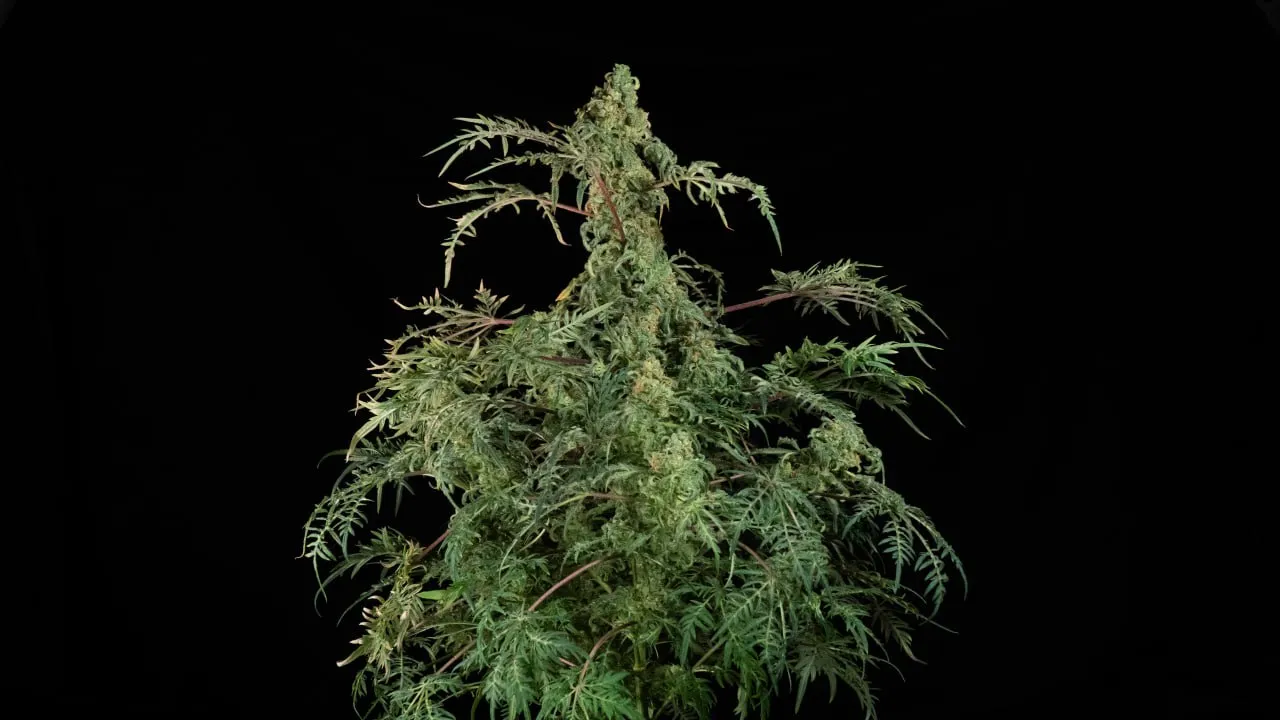 A broad plant with a central bud and many branches of finely divided leaves on a black backdrop.