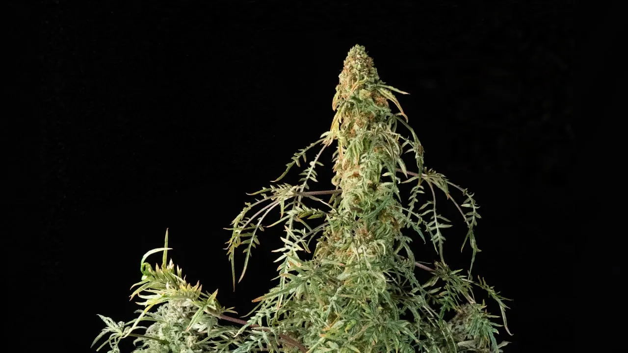 A long top bud surrounded by thin, finely divided leaves on a black backdrop.