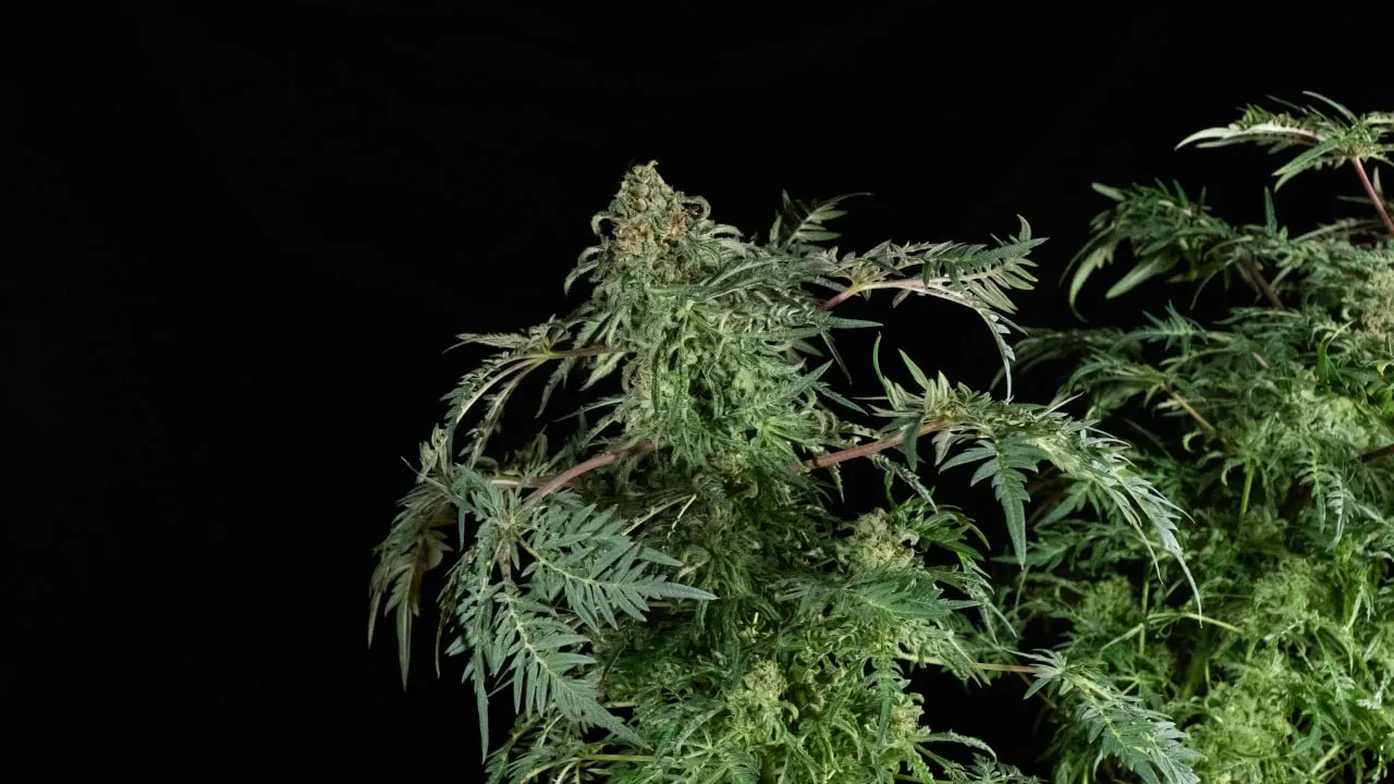 A plant top with finely divided leaves, a neighbouring plant on the right, black backdrop.