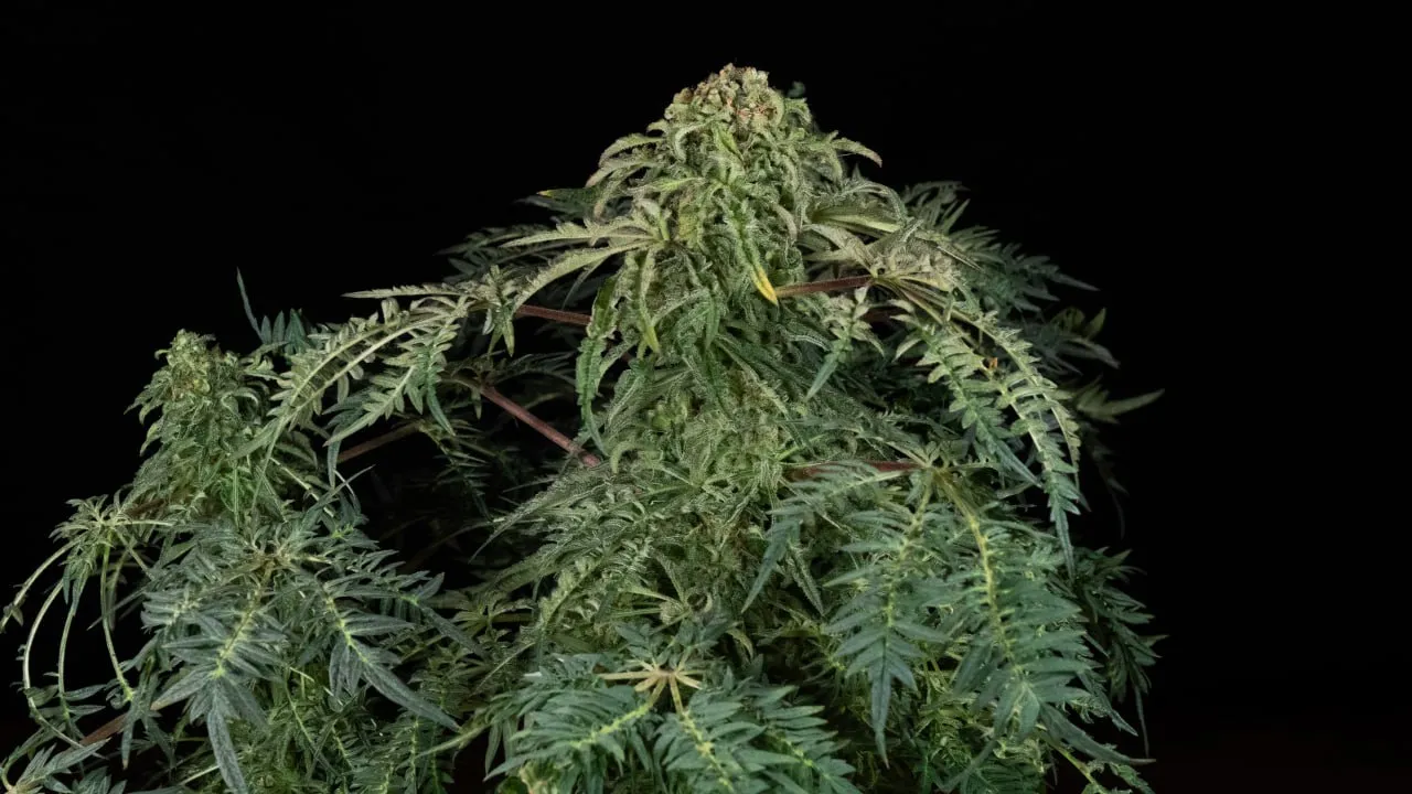 A dense plant with a compact top bud and feathery leaves on a black backdrop.